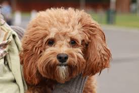 Receive guest reviews and be in the running to win a five paws award celebrating australia's best pet friendly accommodation. Apartment Dogs Best Dog Breeds For Apartment Living Live Better