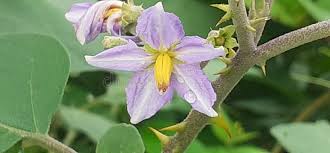 Image result for Solanum campylacanthum 'incanum type'