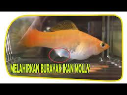 Perbedaan Ikan Golden Black Molly Jantan Dan Betina