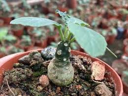 Image result for Dorstenia