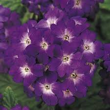 Image result for Verbena × hybrida