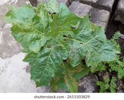 Image result for Solanum capsicoides