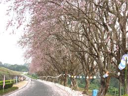 前往六甲與烏山頭水庫的產業道路 photo by michelle 2009.mar. çƒå±±é ­æ°´åº«é¢¨æ™¯å€