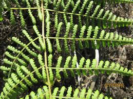 Image result for Hypolepis rugosula