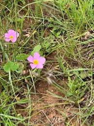 Image result for Oxalis obliquifolia