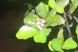 Image result for Malpighia