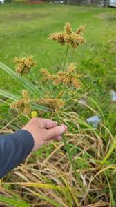 Image result for Cyperus alopecuroides