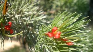Maybe you would like to learn more about one of these? Native Trees Bushes And Flowers That Make A Very Aussie Christmas