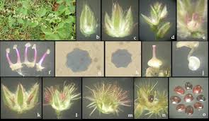 Image result for Centemopsis longipedunculata