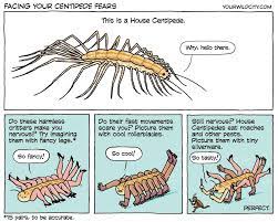 handsome house centipedes house centipedes are beneficial pest destroyers centipede eat make it yourself