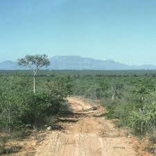 Image result for Acacia welwitschii