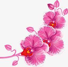 Pink Orchid Orchid Clipart Squid Orchid Png Transparent Clipart Image And Psd File For Free Download Orchids Flower Painting Pink Orchids