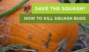 The soap works by suffocating the beetle within moments. Save The Squash How To Kill Squash Bugs