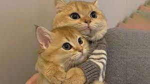Ada dua kucing betina dan jantan yang sepertinya sedang dimadu kasih. Kucing Lucu Kompilasi Video Kucing Terlucu Bikin Ketawa Ngakak Kucing Paling Imut Youtube