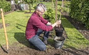 Weinreben Pflanzen Darauf Kommt Es An Weinreben Pflanzen Weinrebe Pflanzen
