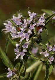 Image result for Haumaniastrum