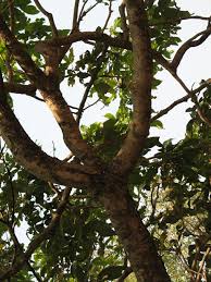 Image result for Xylia africana