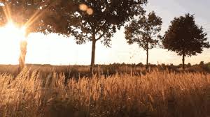 Discover beautiful and perfectly looped gifs to help you relax! Nature Background Images Hd Gif