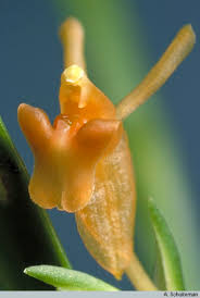 Image result for Liparis harketii