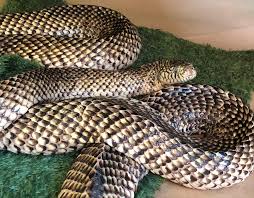 These pet snakes are great for those new to snake care and who prefer snakes that are small in size. Seriously Burned Florida Kingsnake Available For Adoption