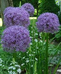 Globemaster Allium Selection From Van Engelen Flower Bulbs Allium Flowers Bulb Flowers Garden Bulbs
