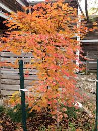 Pin By Seasonal Gardens On Ann Japanese Maple Tree Patio Trees Japanese Maple