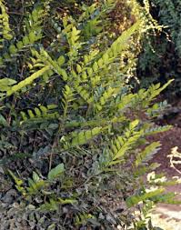 Image result for Diospyros abyssinica