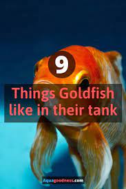 What Do Goldfish Like In Their Tank 9 Must Haves For A Healthy Goldfish Goldfish Tank Saltwater Fish Tanks Goldfish
