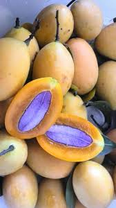 Anak pokok kundang anak pokok kundang 1 setengah tahun berbuah aromanya kuat dan khas daging buah yang legit dan manis lemak lemak. Namakucella Buah Kundang Siam Vs Buah Gemia Kampung