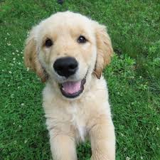 Countryside Veterinary Clinic‎