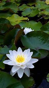 Adatta a piccoli laghetti o vasche, definiti anche mini pond. Iphone 5 Wallpapers Hd White Lotus Flower Backgrounds Ninfee Fiore Di Loto Fiori
