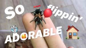 Venezuelan sun tiger (psalmopoeus irminia) care sheet. Today S My Heart Butt Tarantula S Lucky Day Youtube