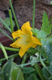 Image result for Hirpicium bechuanense