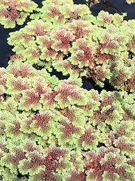 Image result for Azolla filiculoides