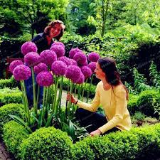 Creative Plant 100pcs Giant Onion Seeds Allium Giganteum Flower Seed Planting Flowers Plants Flowering Trees