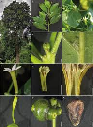 Image result for Morinda lucida