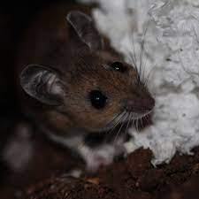 He quoted me a price of $7,000.00 which i thought was very high. Are There Mice In Your Attic Or Hvac System Dengarden