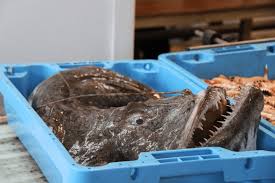 Si je ne trouve pas de lotte, ou si celle ci est hors de prix, par quel poisson la remplacer? Lotte Ender