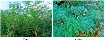 Image result for Leucaena leucocephala