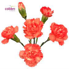 Mini Carnation Romany Mini Carnations Flowers Carnations