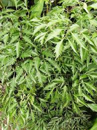 Image result for Polyscias fruticosa