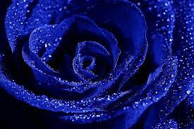 Jewel Blue Rose Blue Rose Meaning Blue Roses Wallpaper Blue Roses
