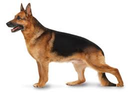 German shepherd puppies austin texas. German Shepherd Breed Information German Shepherd Veterinarians In Austin Tx Dog Care German Shepherd Dog Breeds