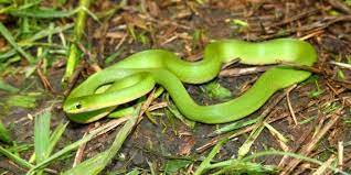 Beautiful Smooth Green Snake Opheodrys Vernalis In A Prairie Of Illinois Snake Green Snake Snake Repellant