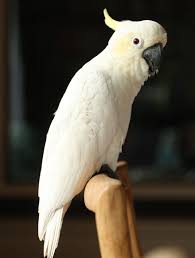 All About Cockatiels - Petopedia