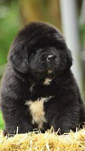 Newfoundland Dog Puppies Yavru Kopek Sevimli Kopekler Cok Sirin Hayvanlar