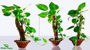 Money plant indoor near me. How To Grow Grow Money Plant Like A Tree In Indoor Money Plant Growing Your Own Style Green Plants Youtube