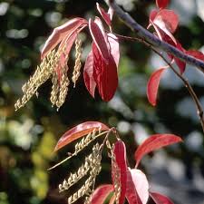 Leaves are dark, lustrous green and appear to weep or hang from the twigs. Sourwood Buy At Nature Hills Nursery