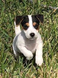 Jack Russell Terrier Puppy For Sale In Cotulla Tx Adn 64357 On Puppyfinder Com Gender Male A Jack Russell Terrier Puppies Jack Russell Jack Russell Terrier