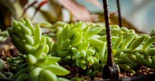 Maybe you would like to learn more about one of these? 24 Trailing Succulents Perfect For Planting In Hanging Baskets